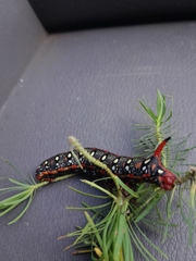 Hyles euphorbiae