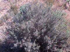 Dicerothamnus rhinocerotis