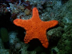 Pentagonaster duebeni
