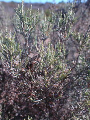 Dicerothamnus rhinocerotis