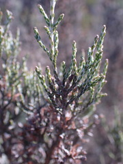 Dicerothamnus rhinocerotis