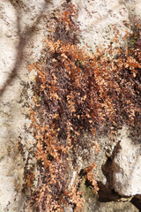 Adiantum capillus-veneris