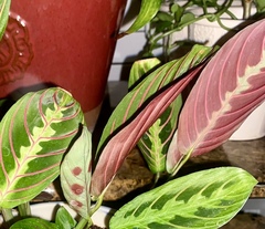 Maranta