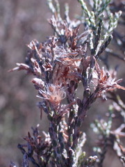 Dicerothamnus rhinocerotis