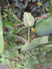 Passiflora subpeltata