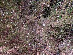 Euchaetis albertiniana