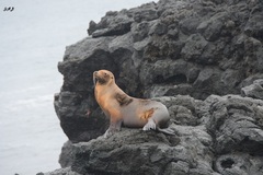 Otariidae
