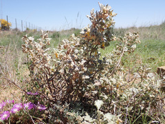 Hermannia althaeifolia