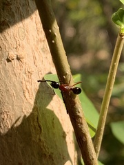 Camponotus texanus