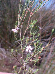 Euchaetis albertiniana