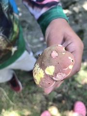 Baorangia bicolor