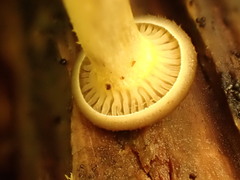 Pseudoarmillariella ectypoides