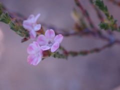 Euchaetis albertiniana
