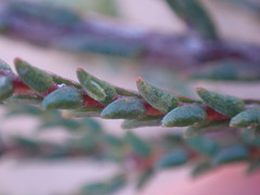 Euchaetis albertiniana