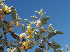 Hermannia althaeifolia