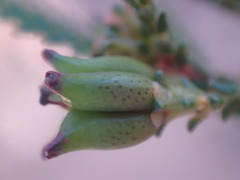 Euchaetis albertiniana