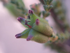 Euchaetis albertiniana