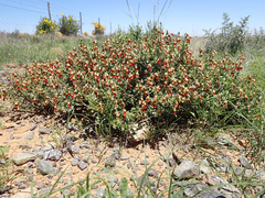 Hermannia cuneifolia