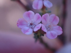 Euchaetis albertiniana