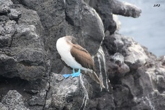 Sula nebouxii excisa