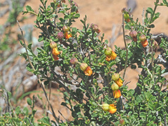 Hermannia cuneifolia