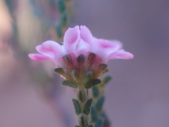 Euchaetis albertiniana