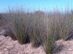 Thamnochortus insignis