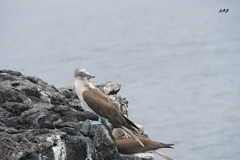 Sula nebouxii excisa