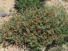 Hermannia cuneifolia