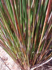 Thamnochortus insignis