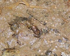 Pulchrana baramica