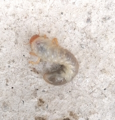 Phyllophaga