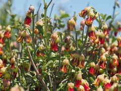 Hermannia cuneifolia