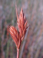 Thamnochortus insignis