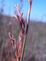 Thamnochortus insignis