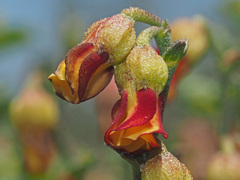 Hermannia cuneifolia