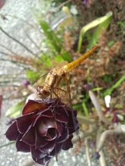 Anisoptera