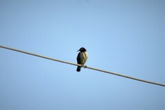 Gracupica contra