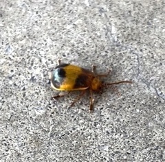 Monocesta coryli
