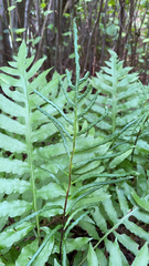 Woodwardia areolata