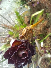 Anisoptera