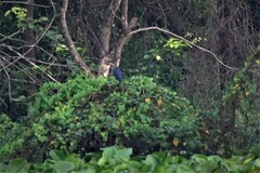 Ixobrychus flavicollis