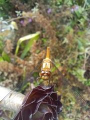 Anisoptera