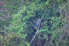 Ixobrychus flavicollis