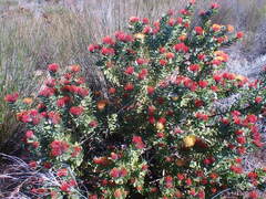 Leucospermum praecox