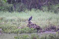 Ixobrychus flavicollis