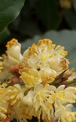 Laurus nobilis