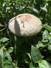 Chlorophyllum molybdites