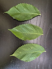 Magnoliopsida