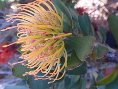 Leucospermum praecox